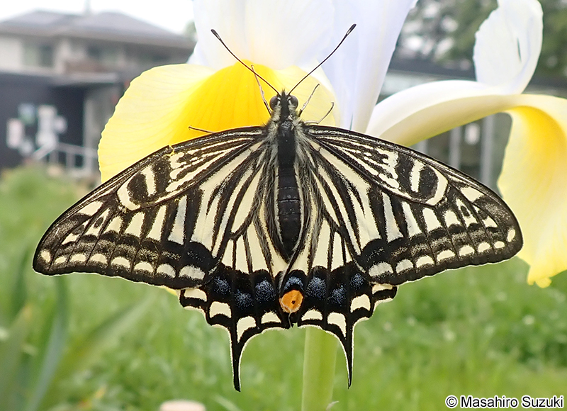 ナミアゲハの成虫