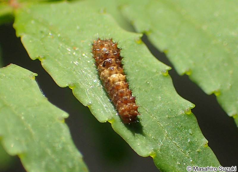 ナミアゲハの一齢幼虫