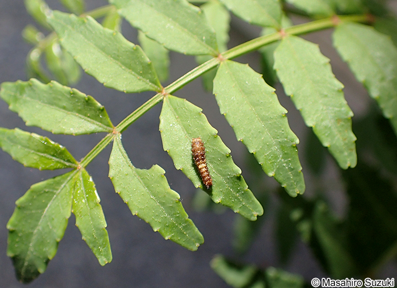 ナミアゲハの一齢幼虫