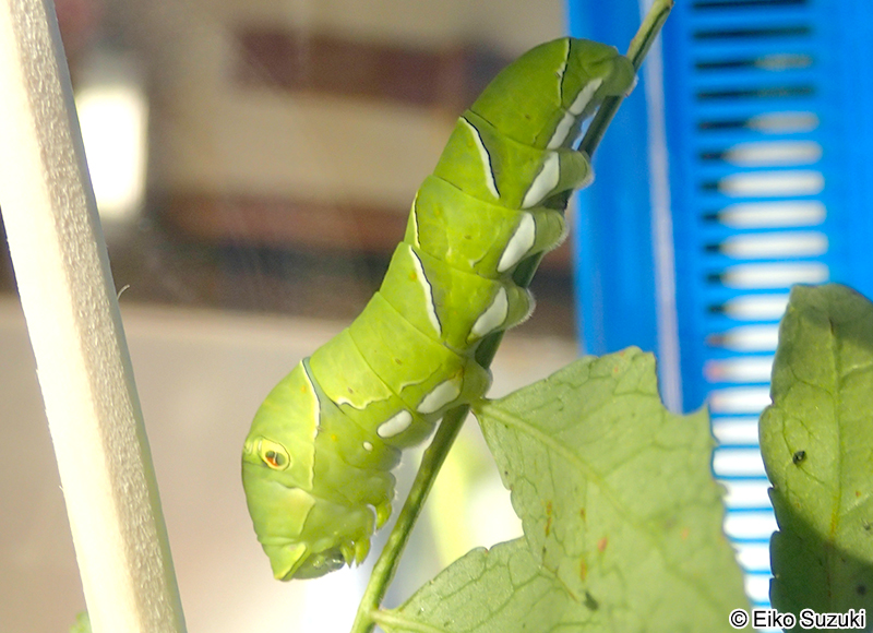 ナミアゲハの五齢幼虫