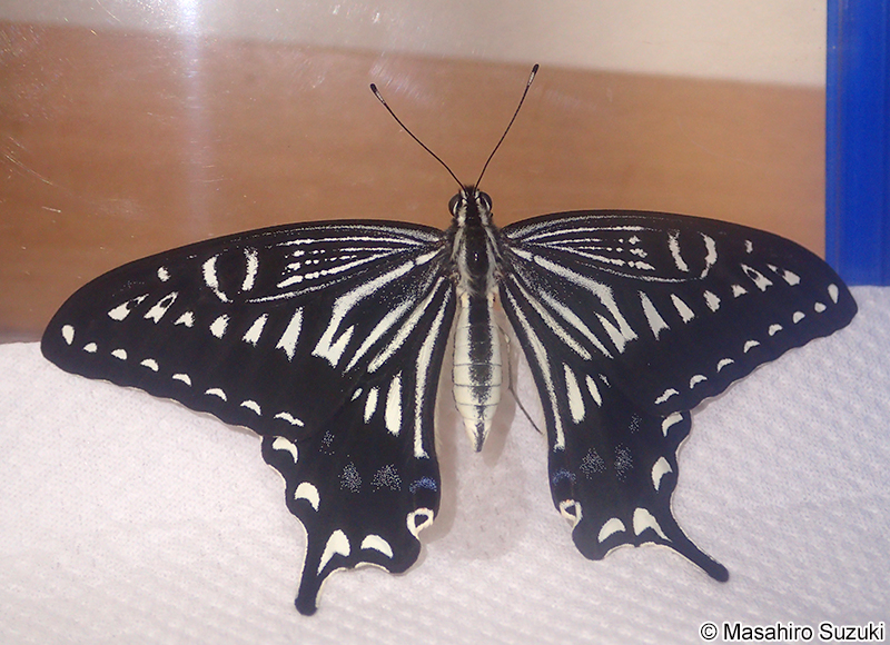 ナミアゲハの成虫