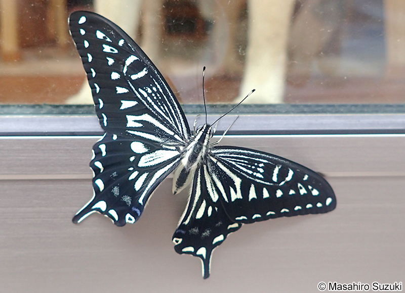 ナミアゲハの成虫