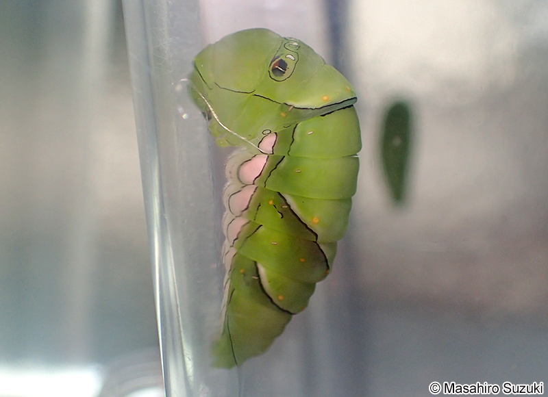 ナミアゲハの前蛹