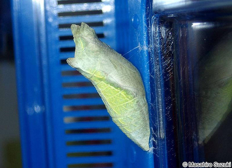 ナミアゲハの蛹