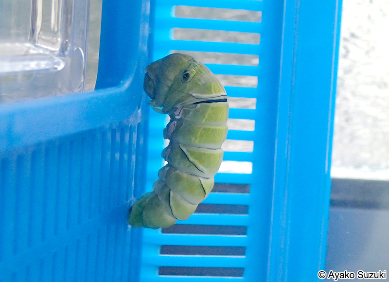 ナミアゲハの前蛹