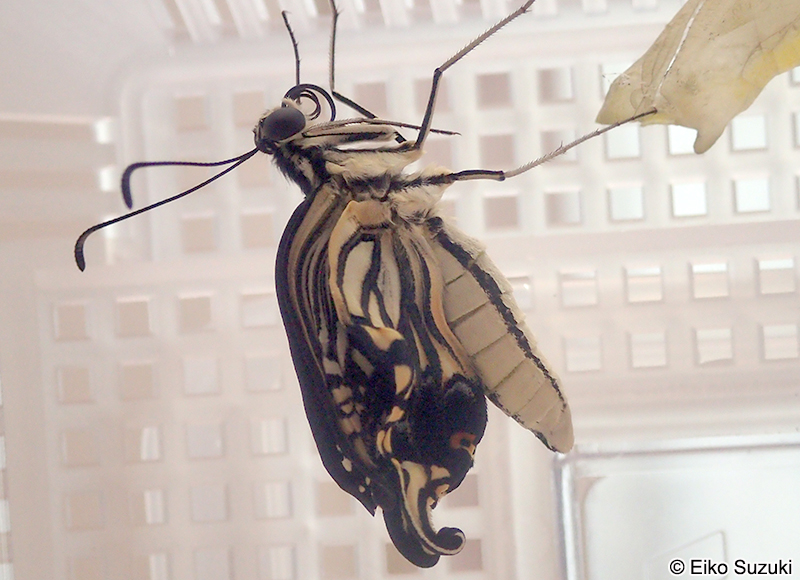 ナミアゲハの羽化直後の成虫