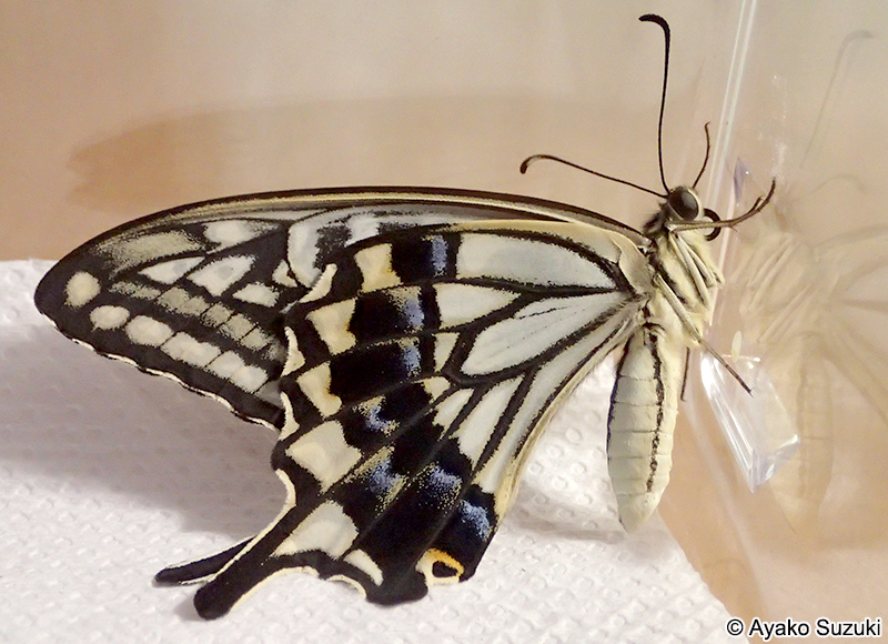 ナミアゲハの成虫