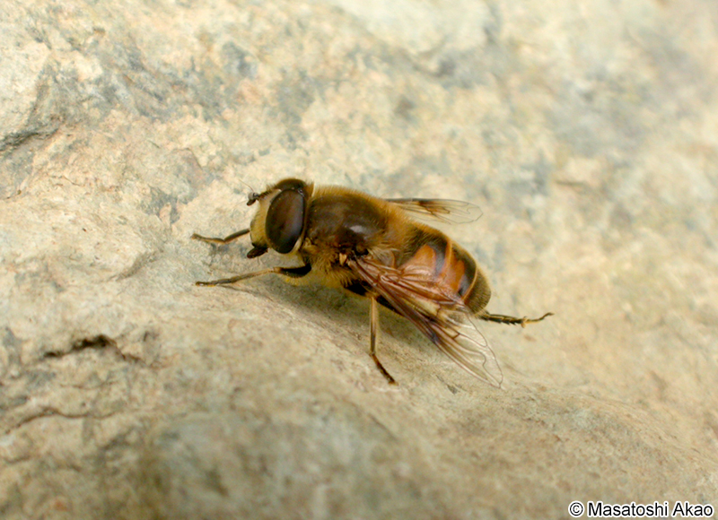 ナミハナアブ Eristalis (Eristalis) tenax