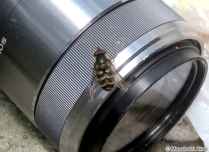 ヒラタアブ族 Syrphinae