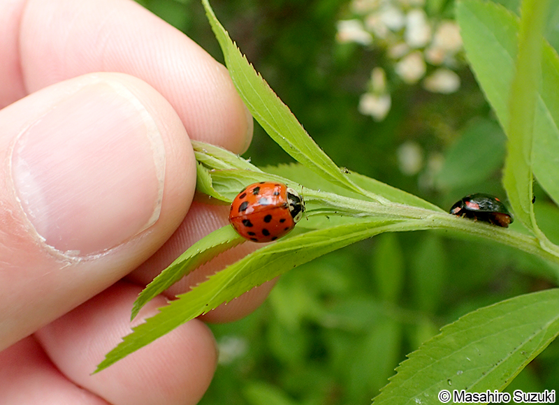 ナミテントウの紅型