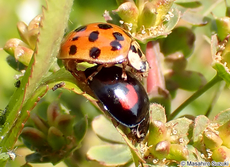 二紋型と紅型の交尾