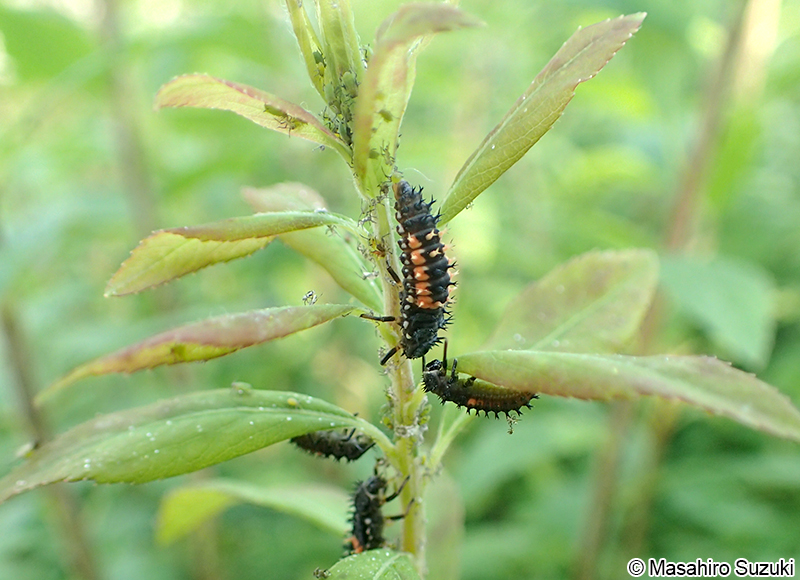 ナミテントウの幼虫