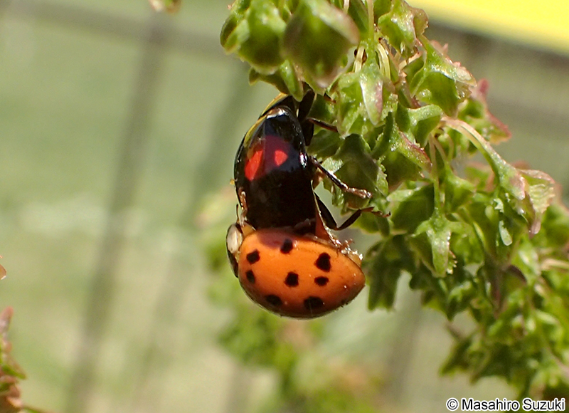 二紋型と紅型の交尾