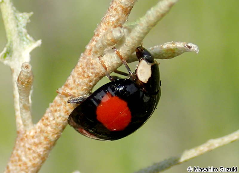 ナミテントウ Harmonia axyridis