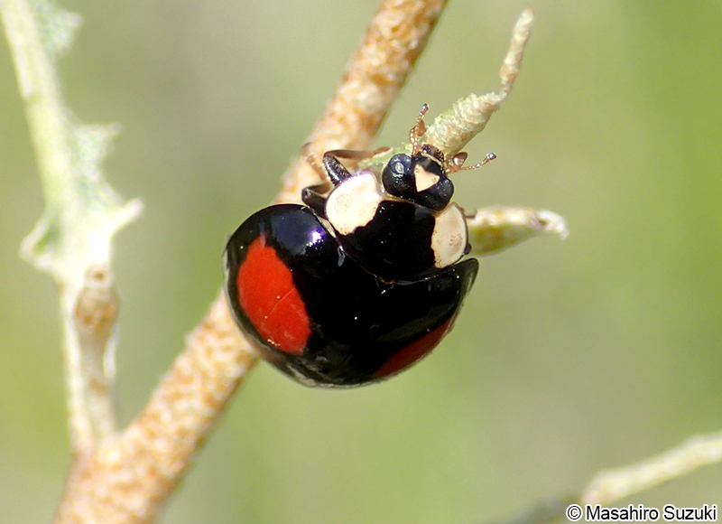 ナミテントウ Harmonia axyridis