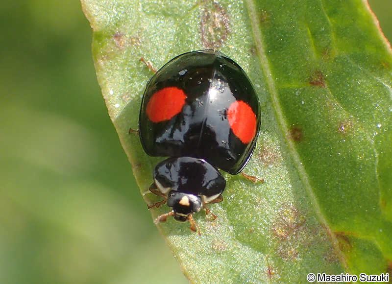 ナミテントウ Harmonia axyridis