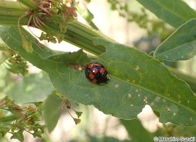 ナミテントウの斑型