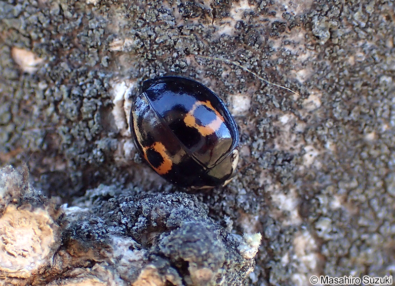 ナミテントウの変形二紋型