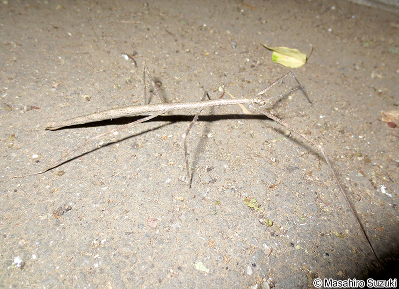 ナナフシモドキ（ナナフシ） Ramulus irregulariterdentatus