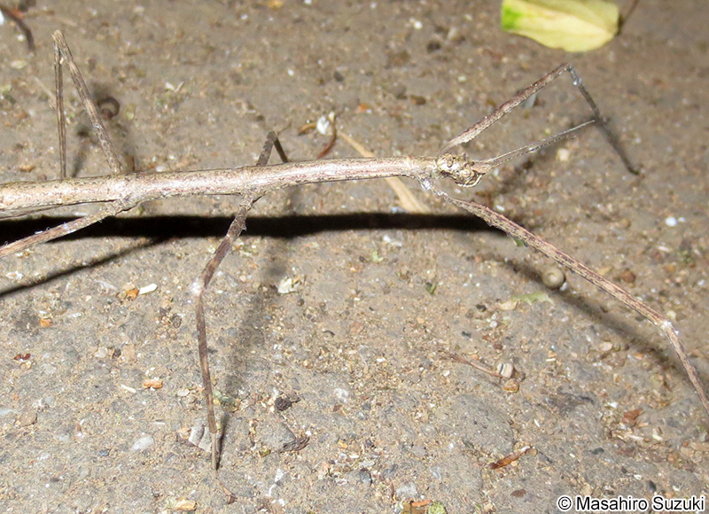 ナナフシモドキ（ナナフシ） Ramulus irregulariterdentatus