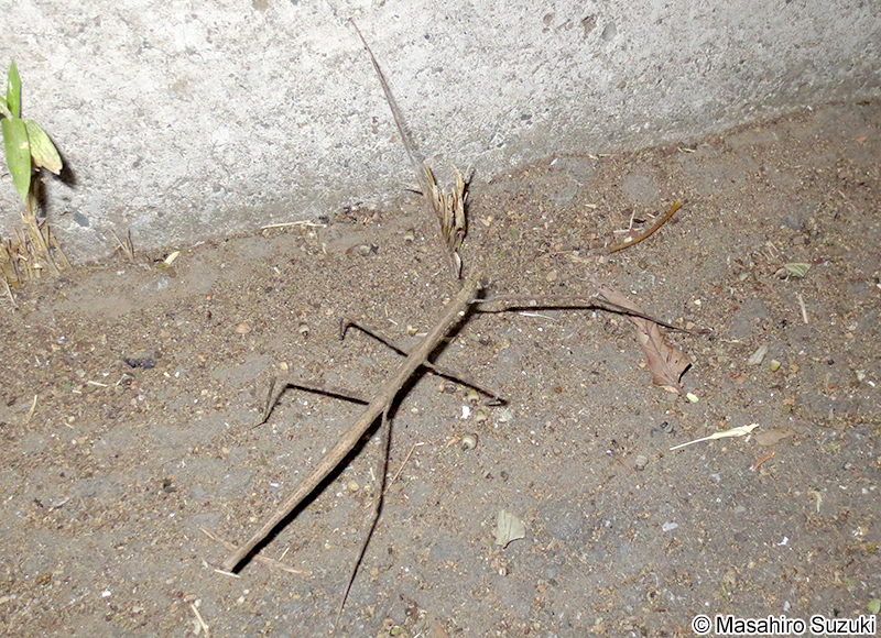 ナナフシモドキ（ナナフシ） Ramulus irregulariterdentatus