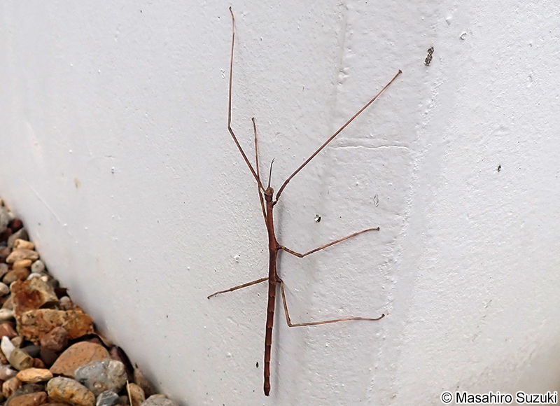 ナナフシモドキ（ナナフシ） Ramulus irregulariterdentatus