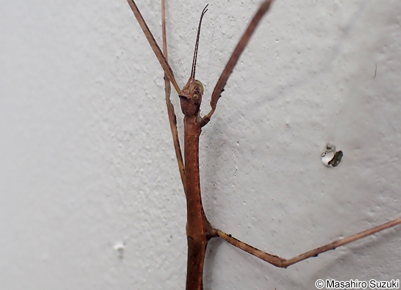 ナナフシモドキ（ナナフシ） Ramulus irregulariterdentatus