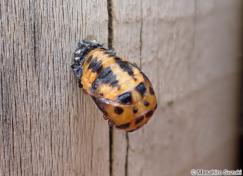 ナナホシテントウの蛹