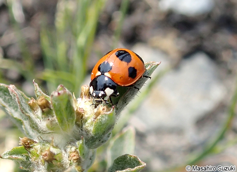 ナナホシテントウ Coccinella septempunctata