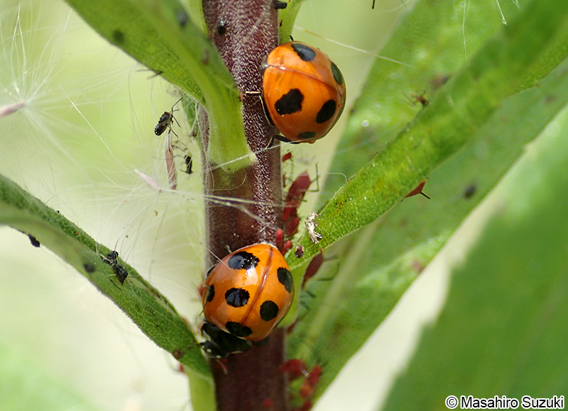ナナホシテントウ Coccinella septempunctata
