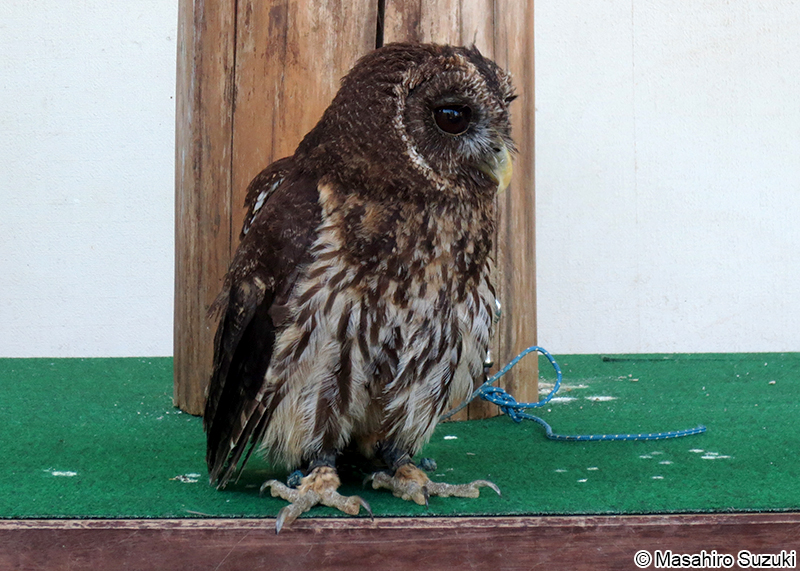 ナンベイヒナフクロウ Ciccaba virgata