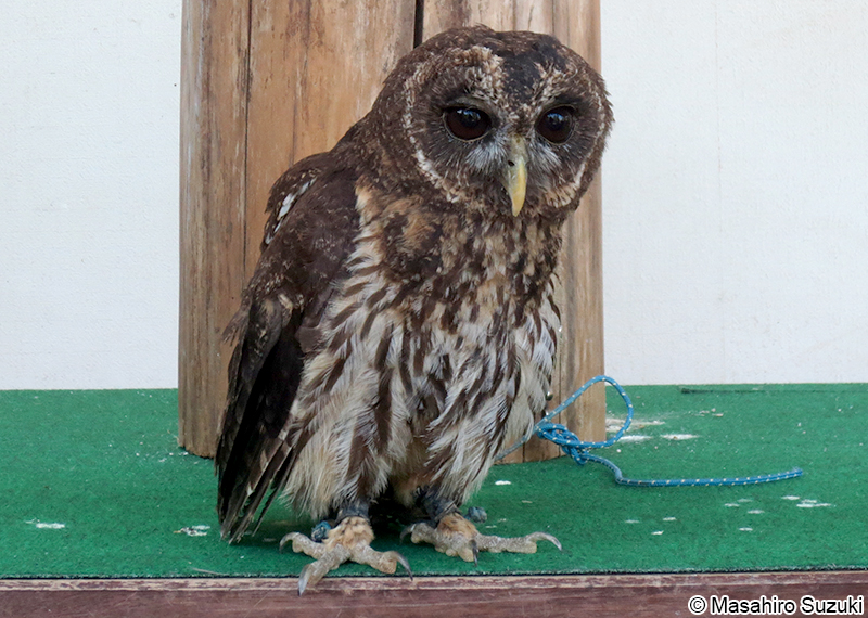 ナンベイヒナフクロウ Ciccaba virgata