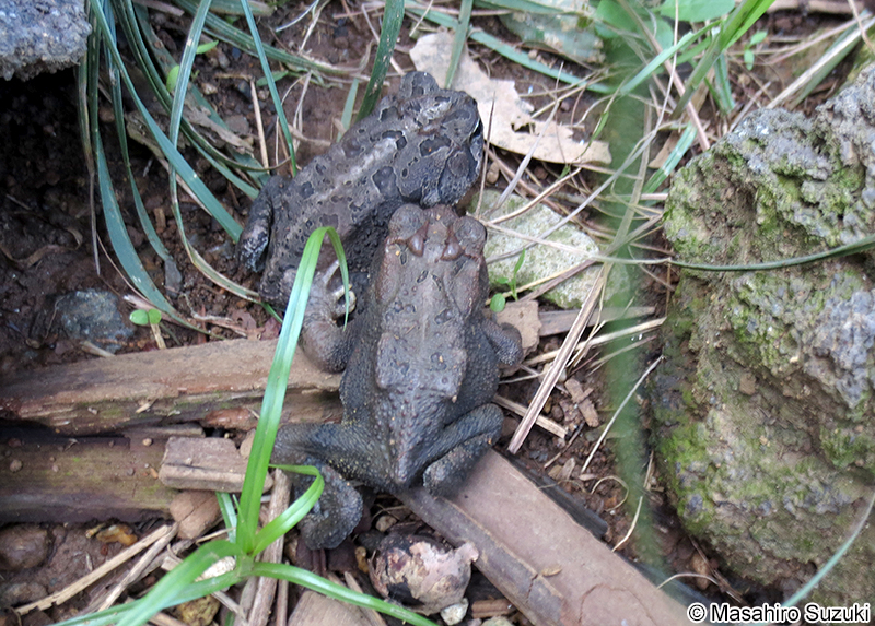 ナンブヒキガエル Anaxyrus terrestris