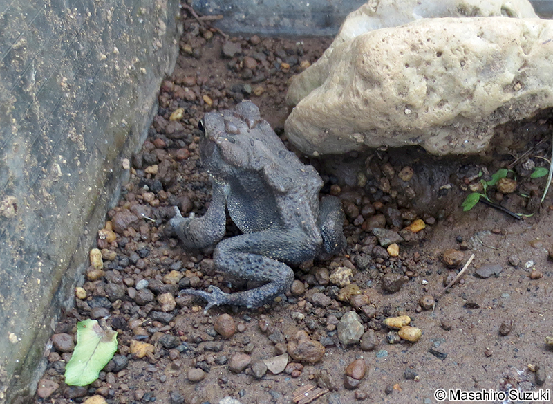 ナンブヒキガエル Anaxyrus terrestris