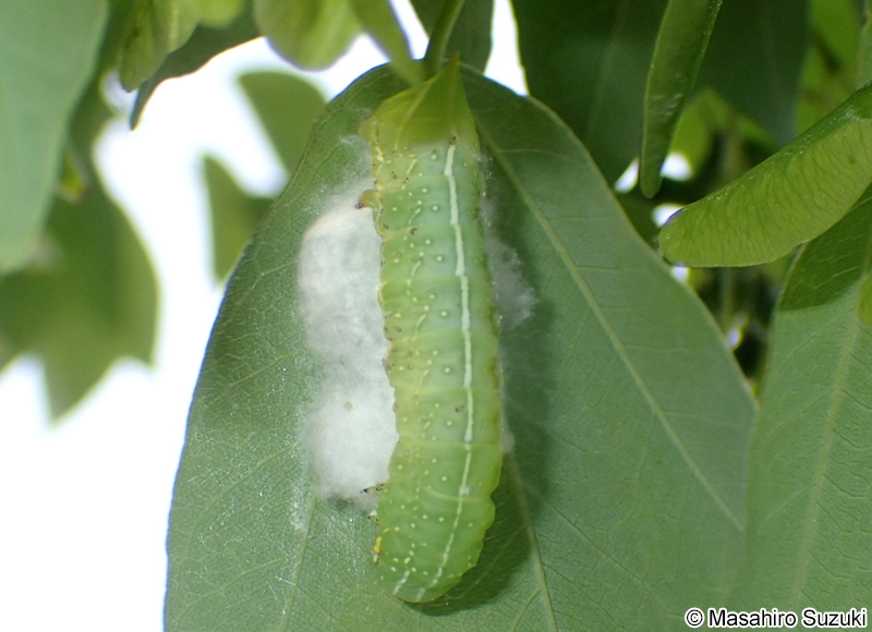 ナンカイカラスヨトウ Amphipyra horiei