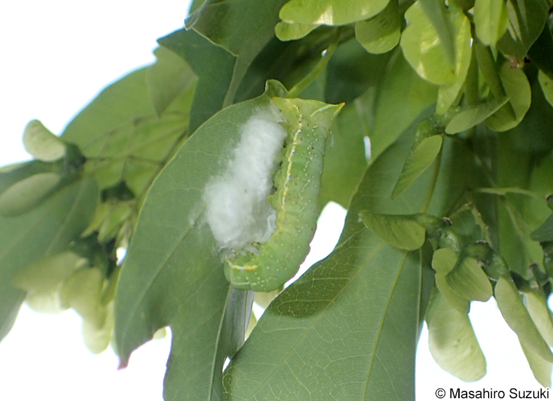 ナンカイカラスヨトウ Amphipyra horiei