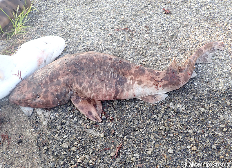 ナヌカザメ Cephaloscyllium umbratile