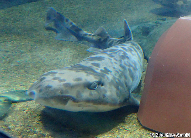 ナヌカザメ Cephaloscyllium umbratile