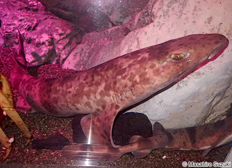 ナヌカザメ Cephaloscyllium umbratile