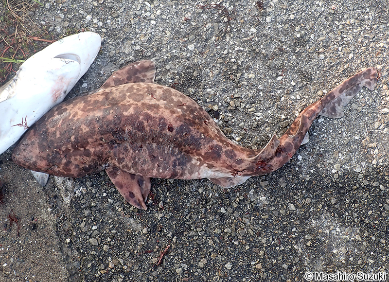 ナヌカザメ Cephaloscyllium umbratile