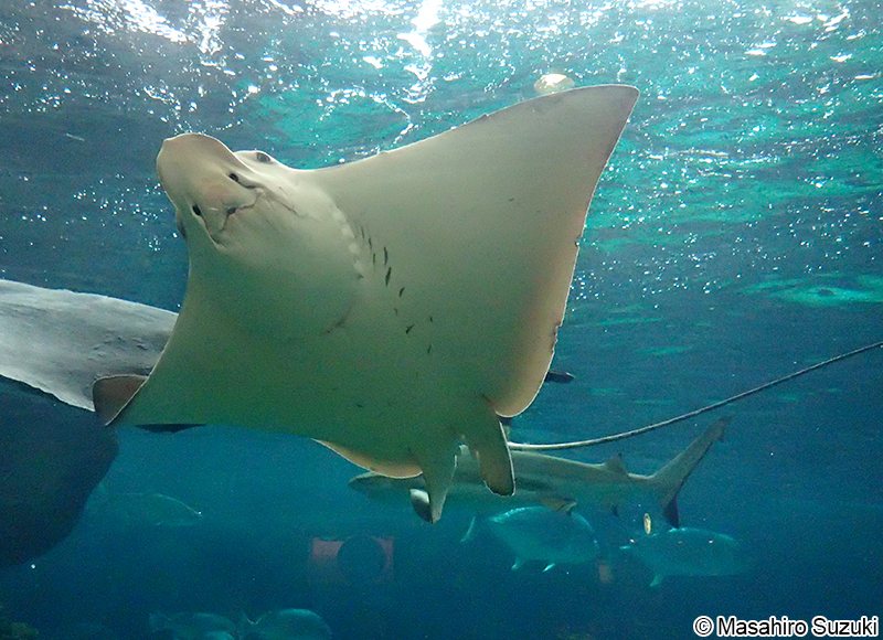 ナルトビエイ Aetobatus narutobiei