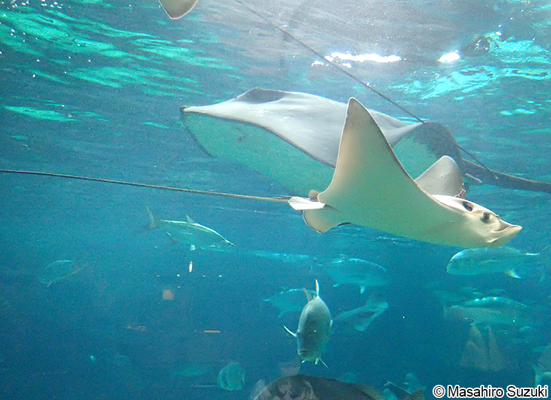 ナルトビエイ Aetobatus narutobiei