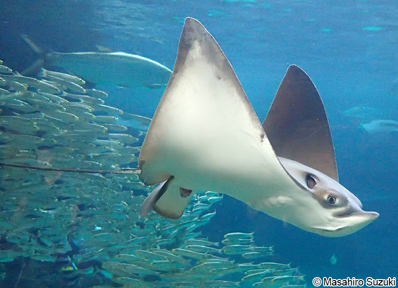 ナルトビエイ Aetobatus narutobiei