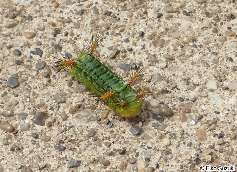 ナシイラガ Narosoideus flavidorsalis