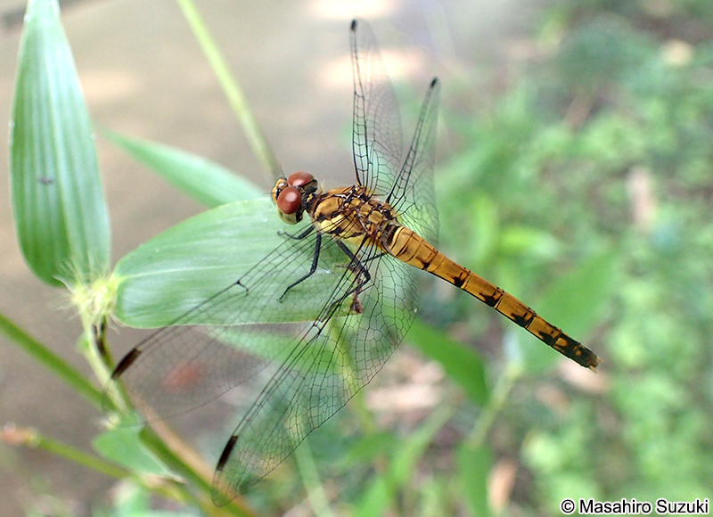 ナツアカネ Sympetrum darwinianum