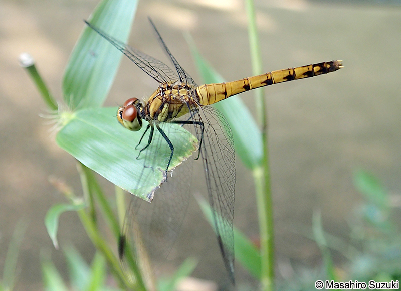ナツアカネ Sympetrum darwinianum