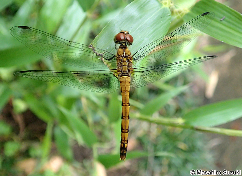 ナツアカネ Sympetrum darwinianum