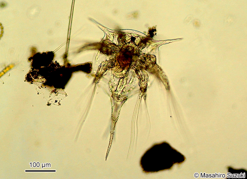 フジツボのノープリウス幼生 Nauplius larva