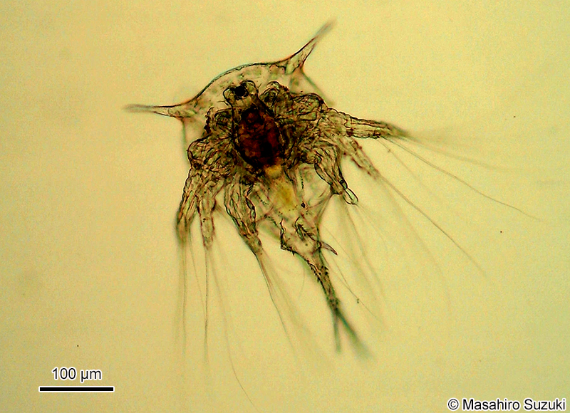 フジツボのノープリウス幼生 Nauplius larva