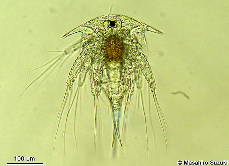 フジツボのノープリウス幼生 Nauplius larva